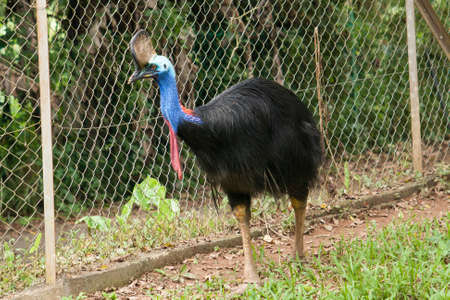 cassowary walking trough a nestの写真素材