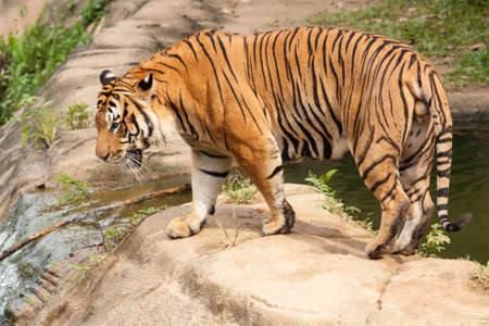 Tiger walking trough waterの写真素材