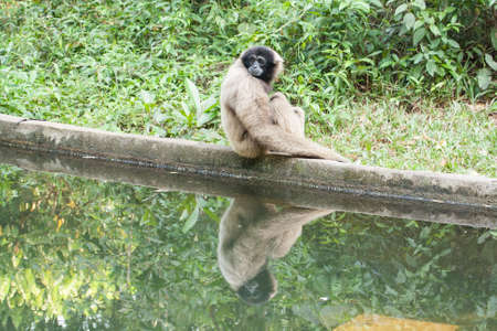 monkey with reflection on water の写真素材