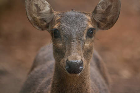 Deer looking into camera lens の写真素材