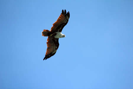 An eagle flying highの写真素材