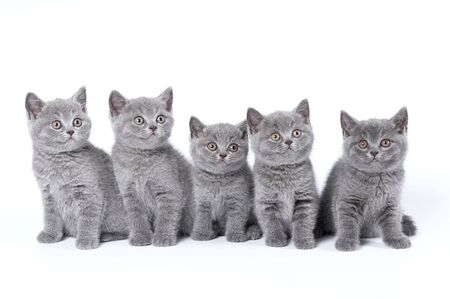 British Shorthair kittens sitting on a white background in a studioの写真素材