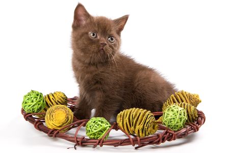 British Shorthair kitten in decoration on white backgroundの写真素材