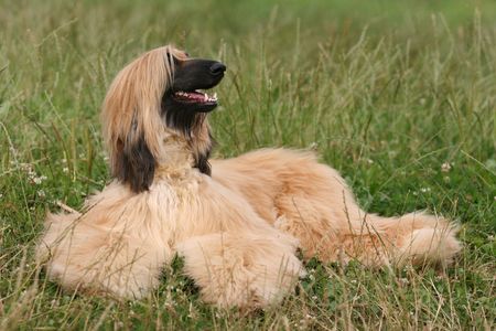 Afghan Houndの写真素材