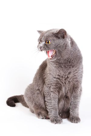 Scottish Fold catの写真素材