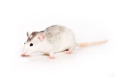 Rat on white backgroundの写真素材