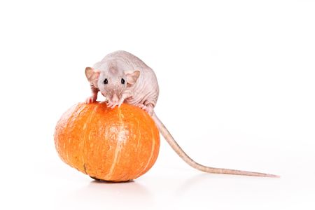 Rat on white backgroundの写真素材