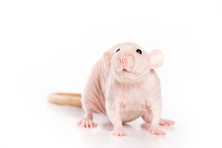 Rat on white backgroundの写真素材