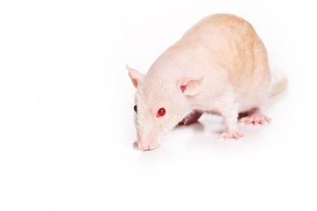 Rat on white backgroundの写真素材