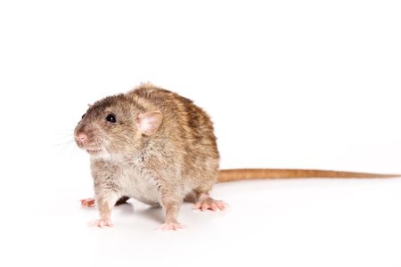 Rat on white backgroundの写真素材