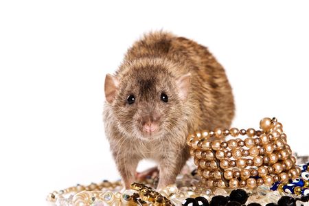 Rat on white backgroundの写真素材