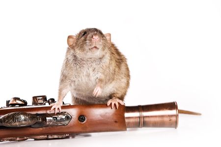 Rat on white backgroundの写真素材