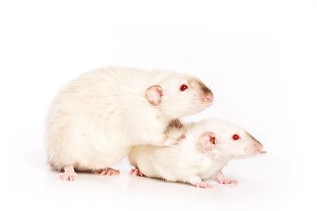 Rat on white backgroundの写真素材