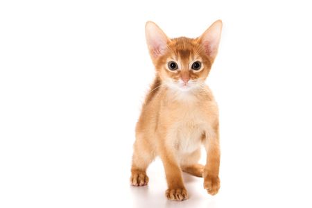 Abyssinian kitten on white backgroundの写真素材
