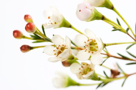 Flower on white backgroundの写真素材