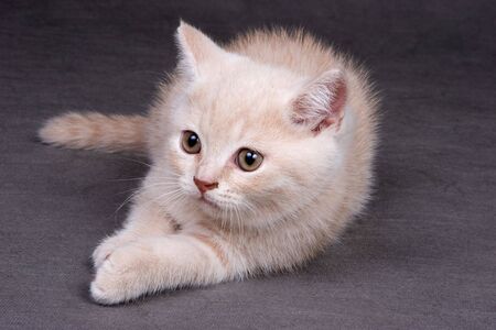 British shorthair kitten on background in studioの写真素材