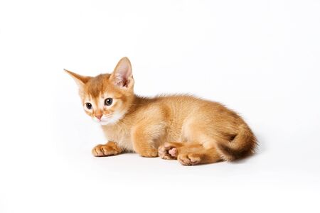 Abyssinian kitten on white backgroundの写真素材