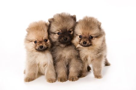 Spitz dog on white backgroundの写真素材