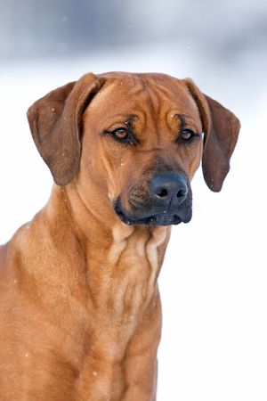 Rhodesian Ridgeback dogの写真素材