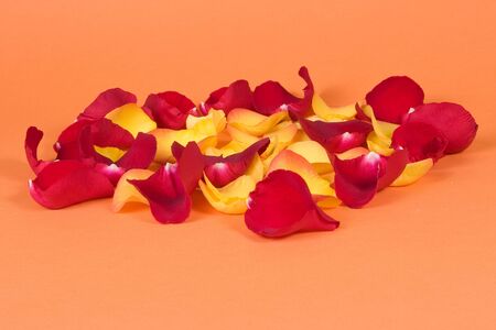 Petals of roseの写真素材