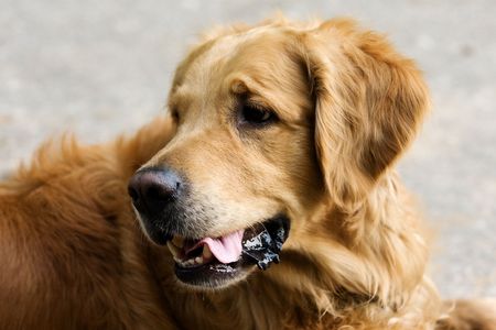 Golden Retriever dog in outdoor settingsの写真素材