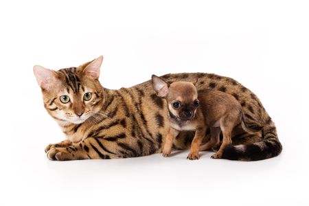 Bengal cat and chihuahua puppyの写真素材