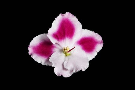 Violet flower on black backgroundの写真素材