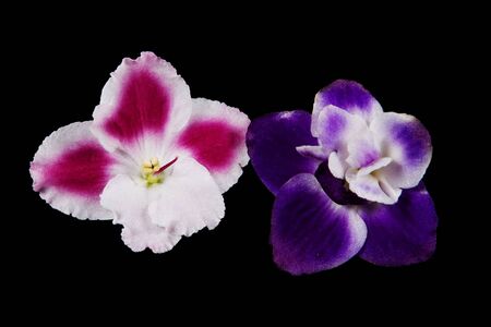 Violet flower on black backgroundの写真素材