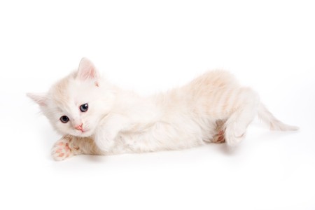 Small kitten on white backgroundの写真素材