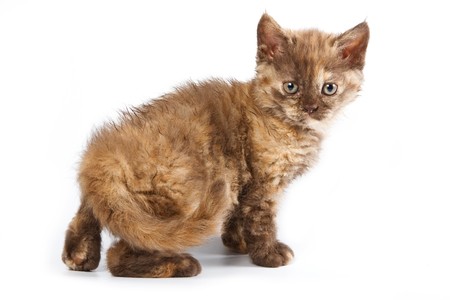 British kitten on white background