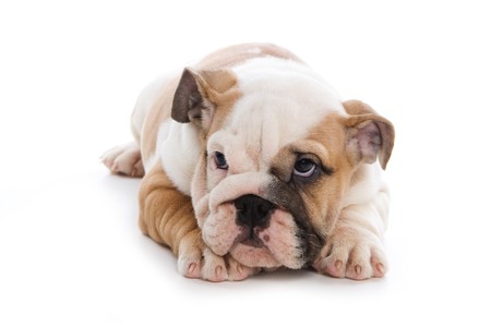 Bulldog puppy on white backgroundの写真素材