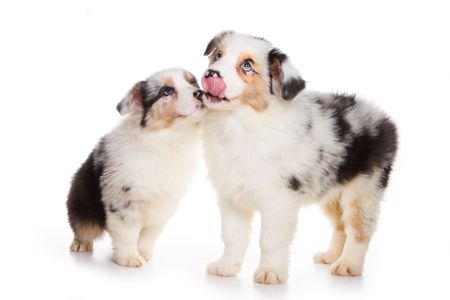 Australian Shepherd puppy isolated on whiteの写真素材