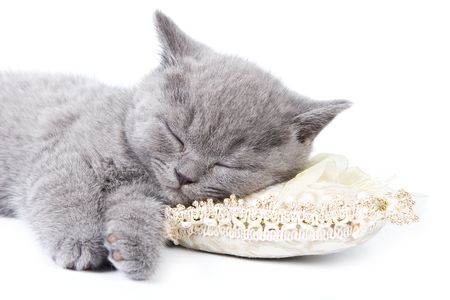 British kitten on white backgroundの写真素材