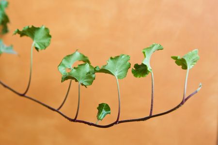 Green houseplant branch on backgroundの写真素材
