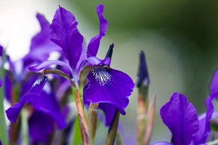 Blue iris flower close up
