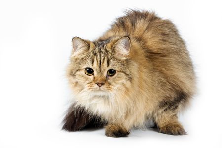 fluffy catの写真素材