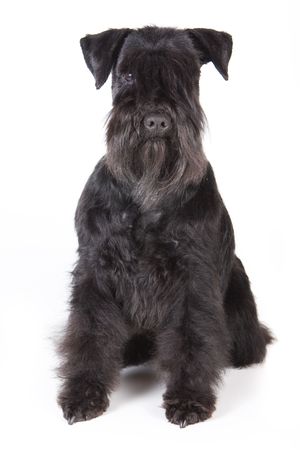 Zwergschnauzer isolated on white backgroundの写真素材