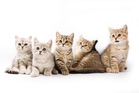 British kitten on white backgroundの写真素材