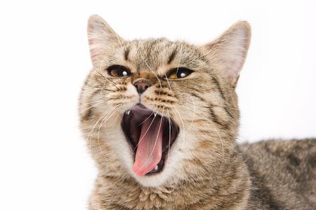 British kitten on white backgroundの写真素材