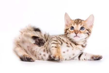 Bengal kitten on white backgroundの写真素材