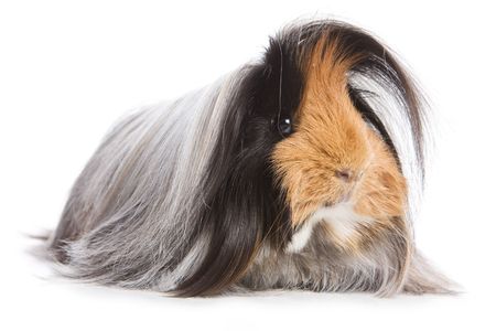 Cavy on white backgroundの写真素材