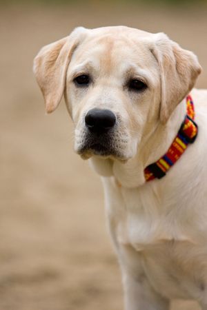 Labrador retriever puppy in outdoor settingsの写真素材