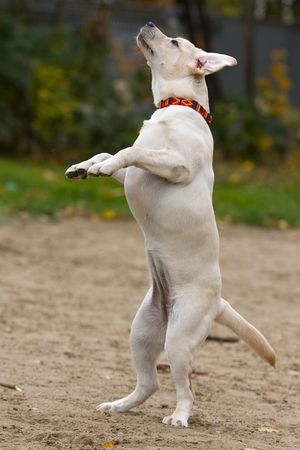 Labrador retriever puppy in outdoor settingsの写真素材