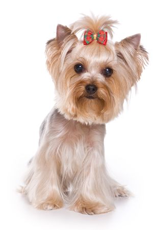 Yorkshire terrier puppy on white backgroundの写真素材