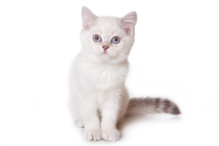 British cat on white backgroundの写真素材