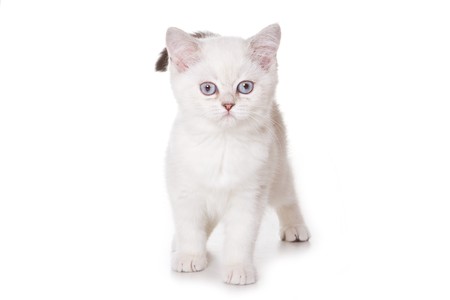 British cat on white backgroundの写真素材