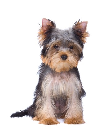 Yorkshire terrier puppy on white backgroundの写真素材
