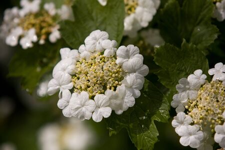 Arrowwood flowerの写真素材