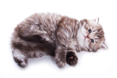 Little kitten on white backgroundの写真素材