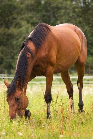 Horse walking on grass fieldの写真素材